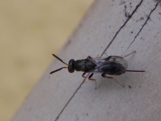 Superfamiglia Chalcidoidea:  cfr. Torymidae
