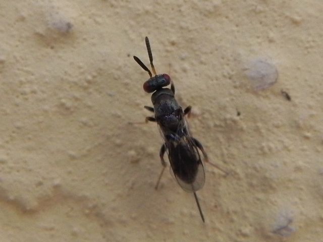 Superfamiglia Chalcidoidea:  cfr. Torymidae