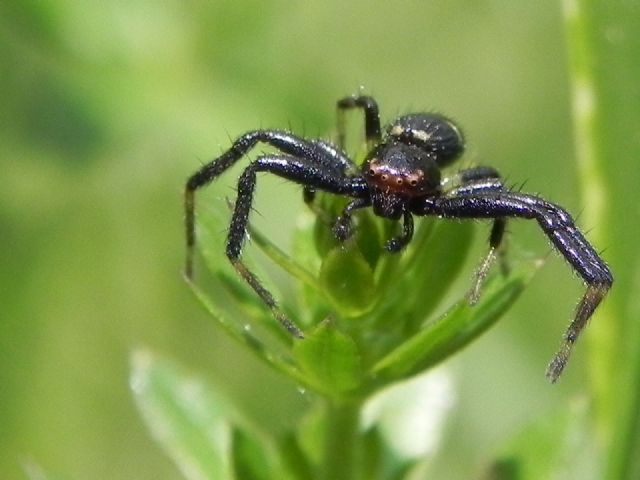 maschio di Synema globosum - Roma (RM)