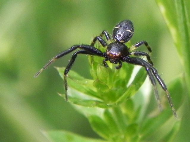 maschio di Synema globosum - Roma (RM)