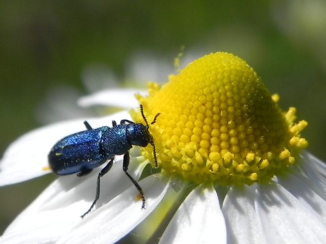 Psilothrix viridicoerulea (Dasytidae)