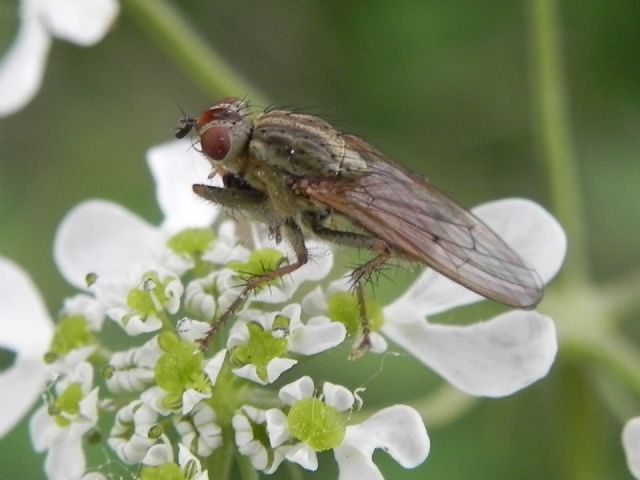 Scathophaga stercoraria