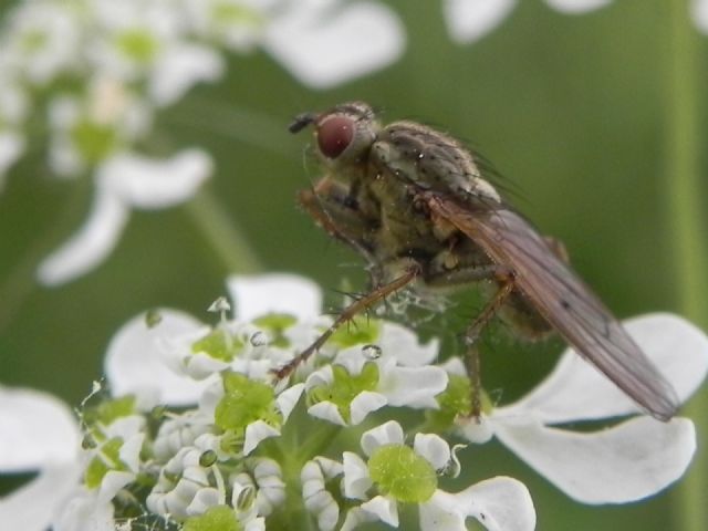 Scathophaga stercoraria