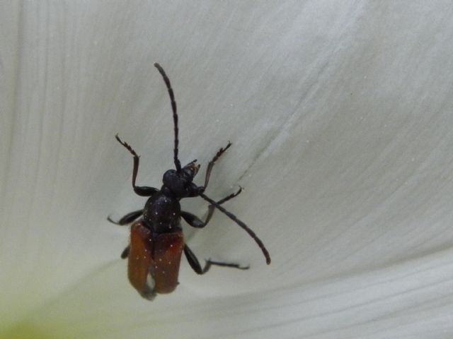 Cerambycidae:   Pseudovadonia livida