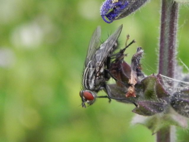 ID dittero: Sarcophaga sp. (Sarcophagidae)