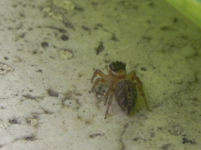 Salticidae:  giovane di Evarcha jucunda - Torre Angela (Roma)