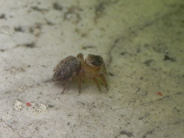 Salticidae:  giovane di Evarcha jucunda - Torre Angela (Roma)