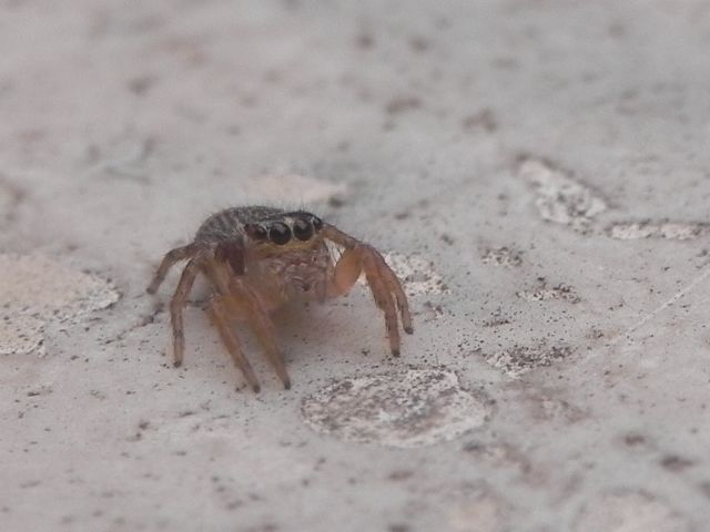 Salticidae:  giovane di Evarcha jucunda - Torre Angela (Roma)