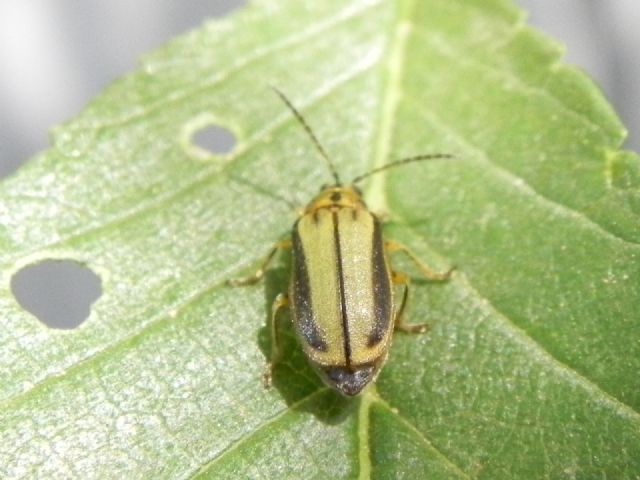 Chrysomelidae: Galerucella (Xanthogaleruca) luteola, ex Xanthogaleruca luteola