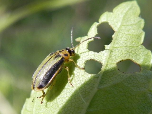 Chrysomelidae: Galerucella (Xanthogaleruca) luteola, ex Xanthogaleruca luteola