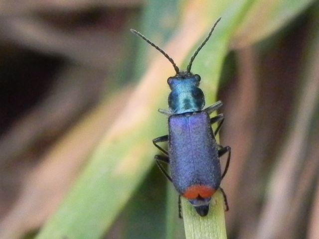 Malachiidae:  Clanoptilus cfr. spinipennis, femmina