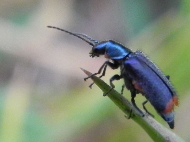 Malachiidae:  Clanoptilus cfr. spinipennis, femmina