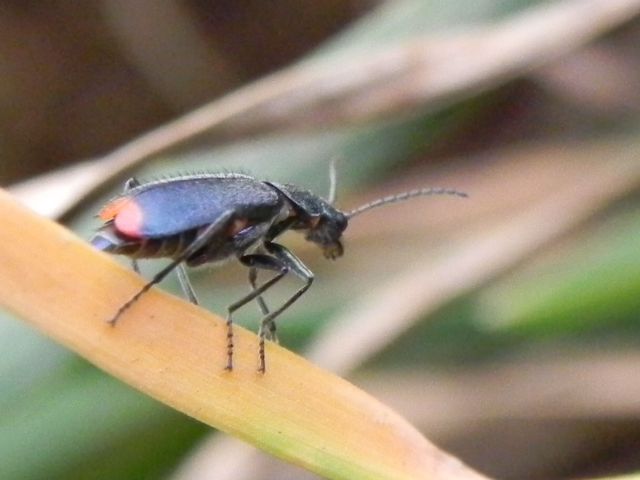 Malachiidae:  Clanoptilus cfr. spinipennis, femmina