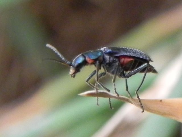 Malachiidae:  Clanoptilus cfr. spinipennis, femmina