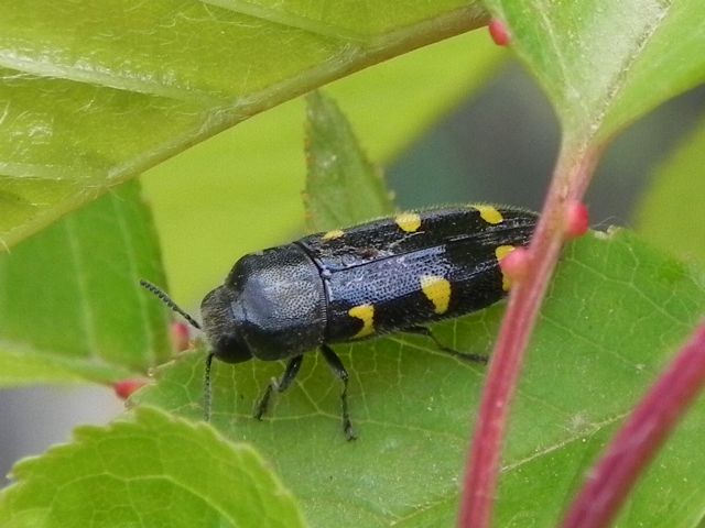 Ptosima undecimmaculata, Buprestidae