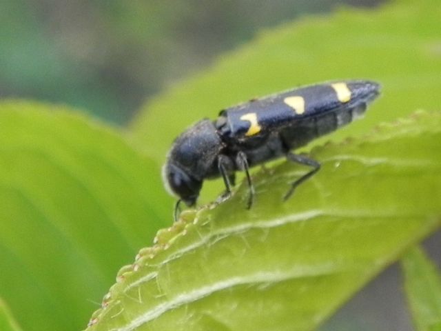 Ptosima undecimmaculata, Buprestidae
