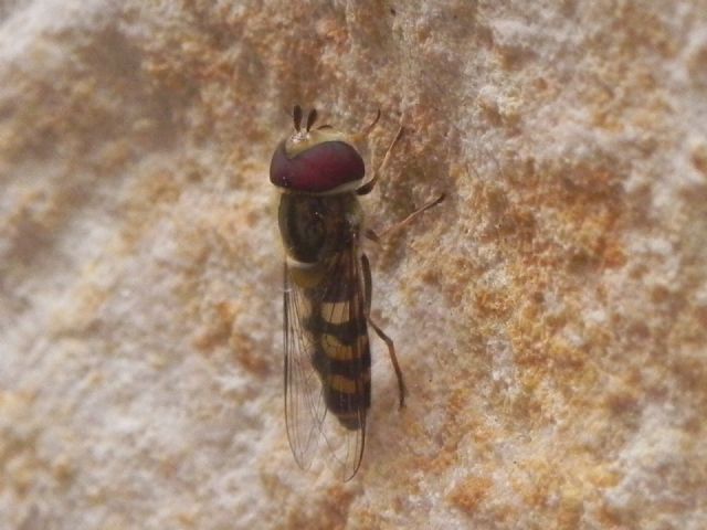 Syrphidae.  Scaeva dignota, maschio