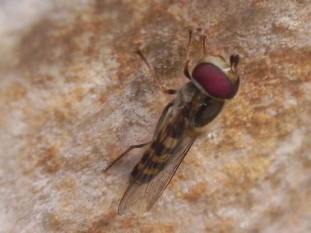 Syrphidae.  Scaeva dignota, maschio