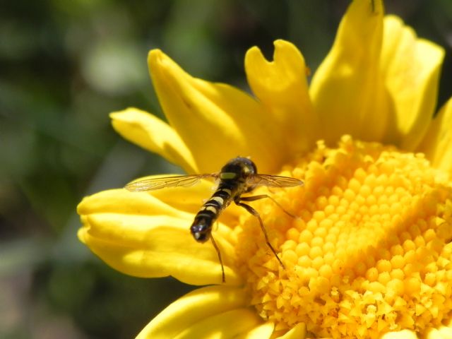 ID Syrphidae: Sphaerophoria scripta maschio