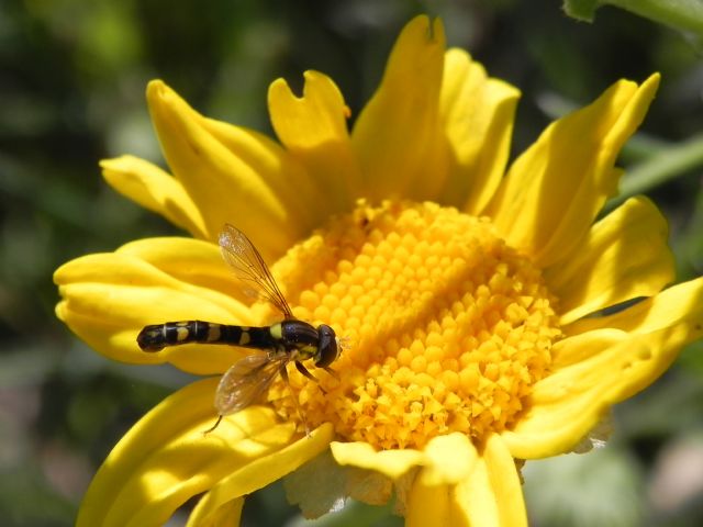 ID Syrphidae: Sphaerophoria scripta maschio