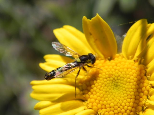 ID Syrphidae: Sphaerophoria scripta maschio