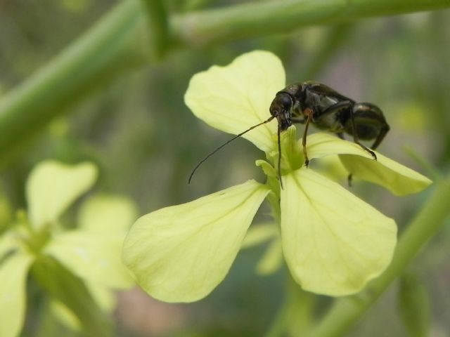 Oedemera flavipes, Oedemeridae