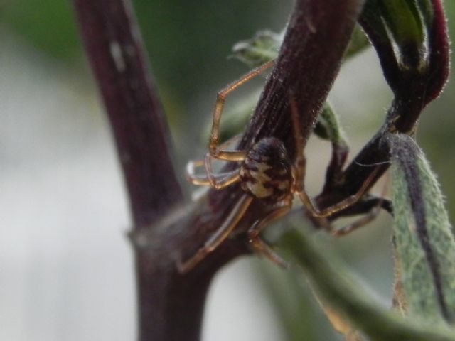 Theridiidae:  Steatoda triangulosa -TorreAngela (periferia est di Roma)