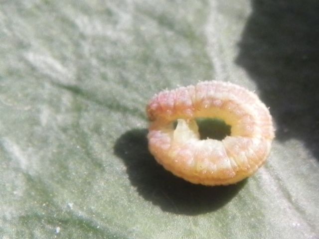 ID larva - Geometridae: cfr. Gymnoscelis rufifasciata