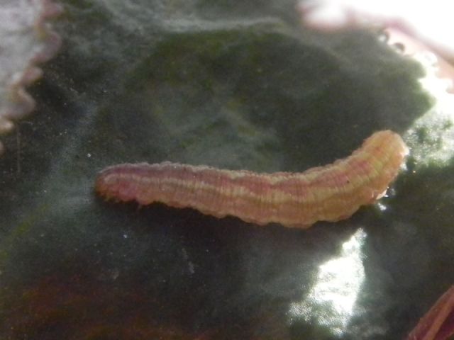 ID larva - Geometridae: cfr. Gymnoscelis rufifasciata