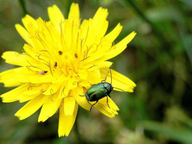 Chrysomelidae: Cryptocephalus samniticus (cfr.)