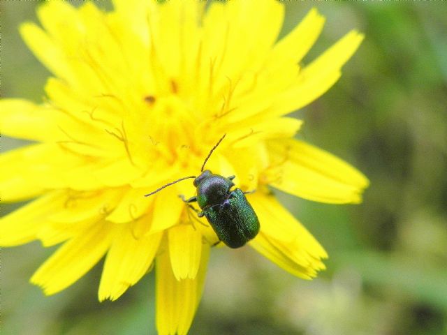 Chrysomelidae: Cryptocephalus samniticus (cfr.)