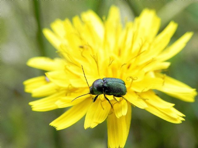 Chrysomelidae: Cryptocephalus samniticus (cfr.)