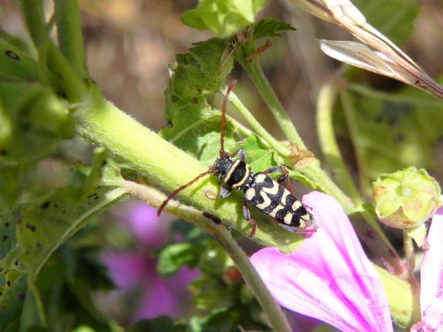 Cerambycidae: Plagionotus scalaris