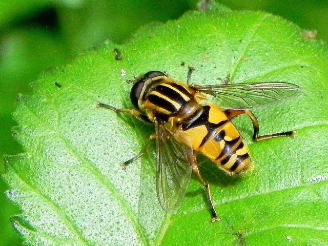 Femmina di Helophilus pendulus (Syrphidae)