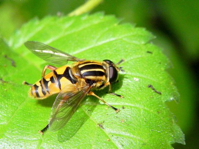 Femmina di Helophilus pendulus (Syrphidae)