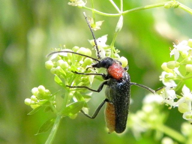 Oedemeridae: Anogcodes ruficollis, maschio