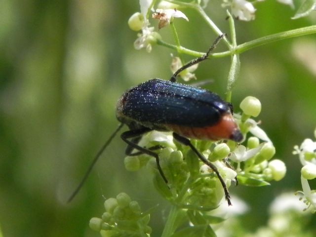 Oedemeridae: Anogcodes ruficollis, maschio