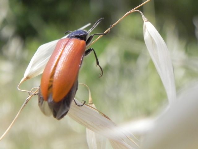 Tenebrionidae, Alleculini: Omophlus sp.