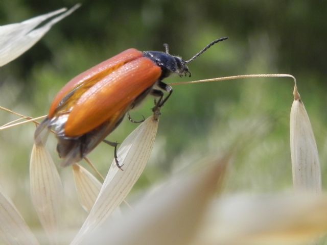 Tenebrionidae, Alleculini: Omophlus sp.