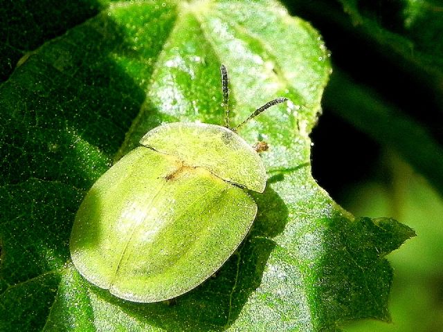 ID Cassida:  Cassida viridis (Chrysomelidae)