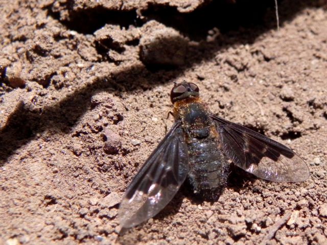 Bombyliidae:  Hemipenthes  morio