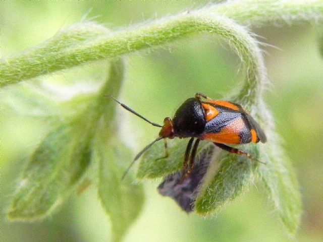 Miridae: Deraeocoris schach