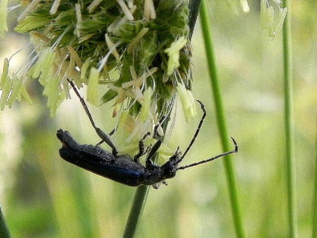 Oedemeridae: Anogcodes ruficollis, maschio