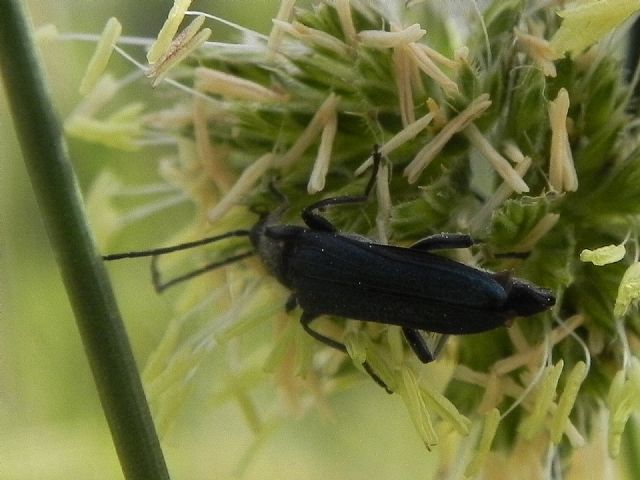 Oedemeridae: Anogcodes ruficollis, maschio