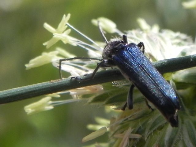 Oedemeridae: Anogcodes ruficollis, maschio