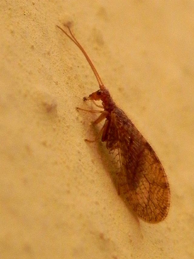 Micromus angulatus (Hemerobiidae)