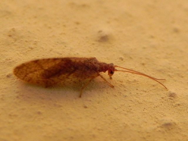 Micromus angulatus (Hemerobiidae)