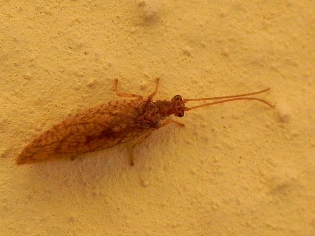 Micromus angulatus (Hemerobiidae)