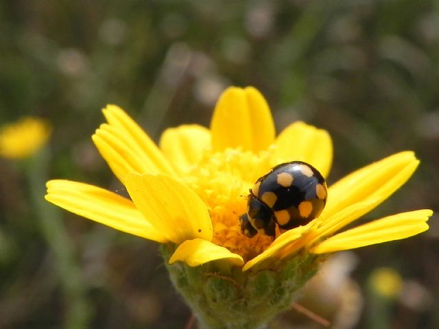 ID Coccinellidae:  Coccinula quatuordecimpustulata