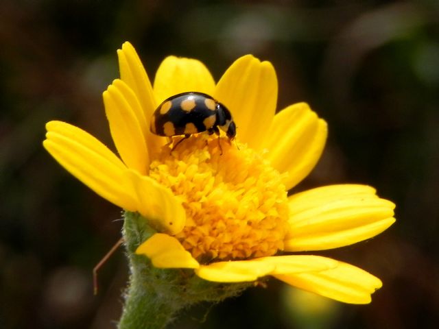 ID Coccinellidae:  Coccinula quatuordecimpustulata